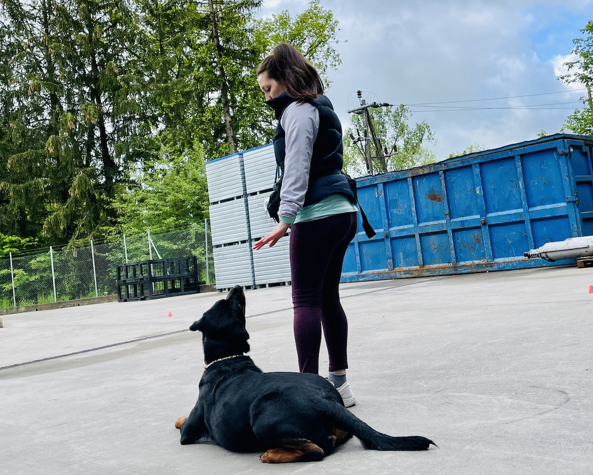 Listenhunde Training