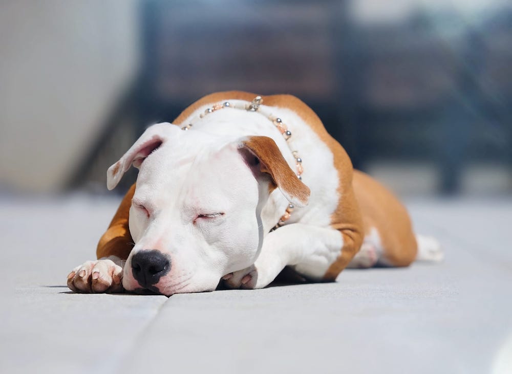 Listenhunde Training